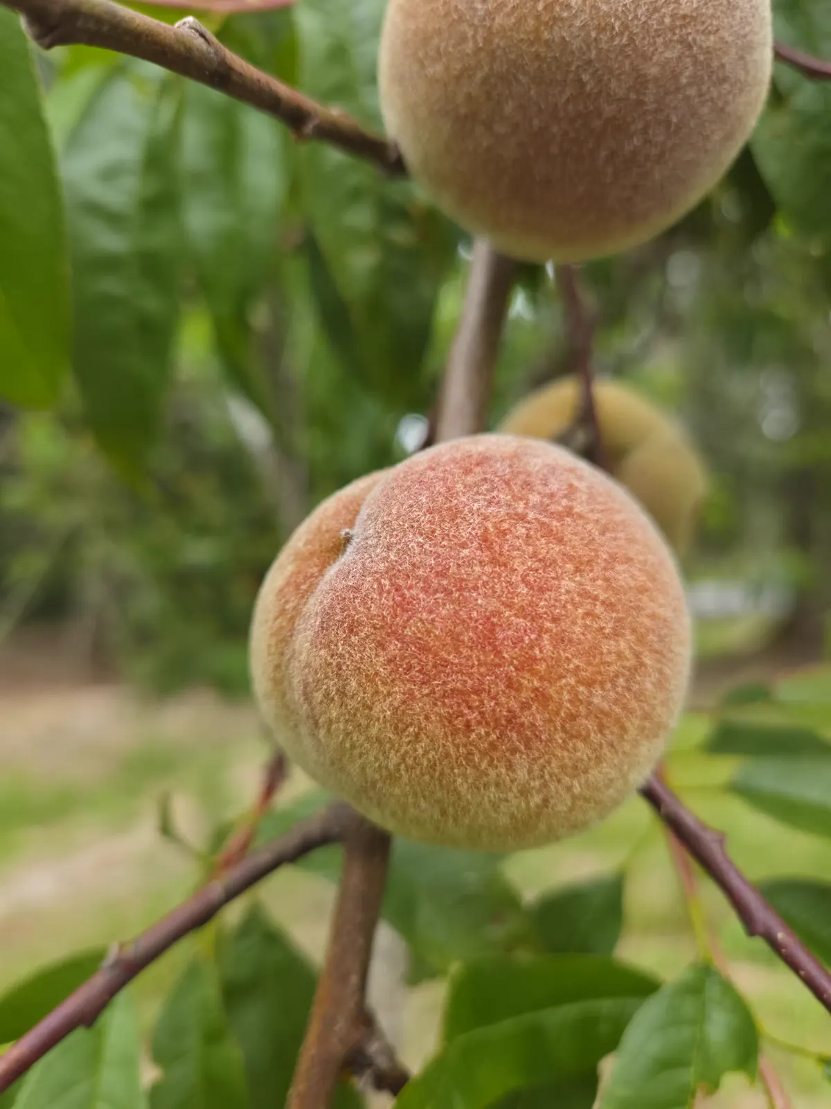 Close-up of fuzzy peaches growing on a branch in the Dukes Tree Farm orchard