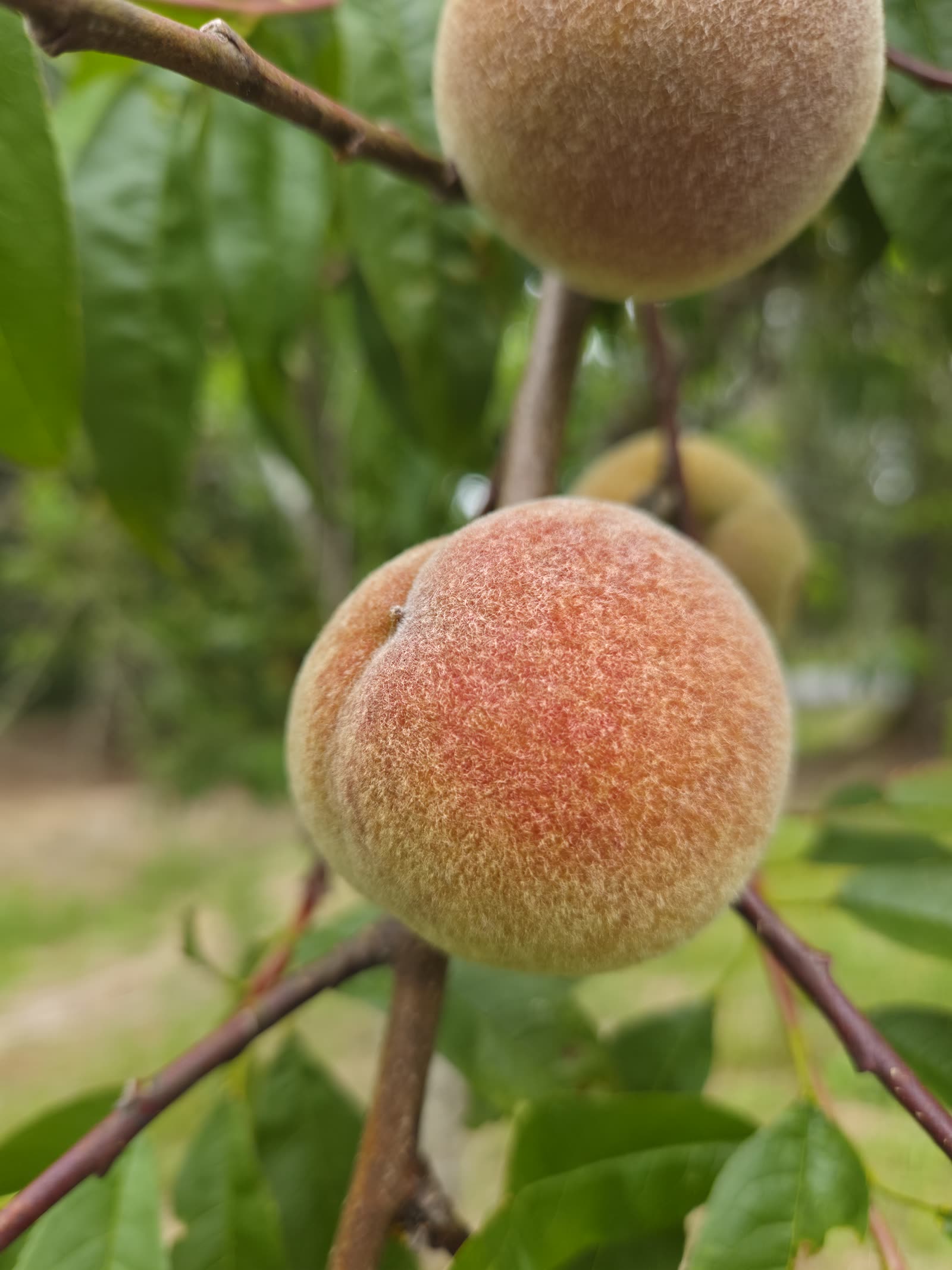 Close-up of fuzzy peaches growing on a branch in the Dukes Tree Farm orchard