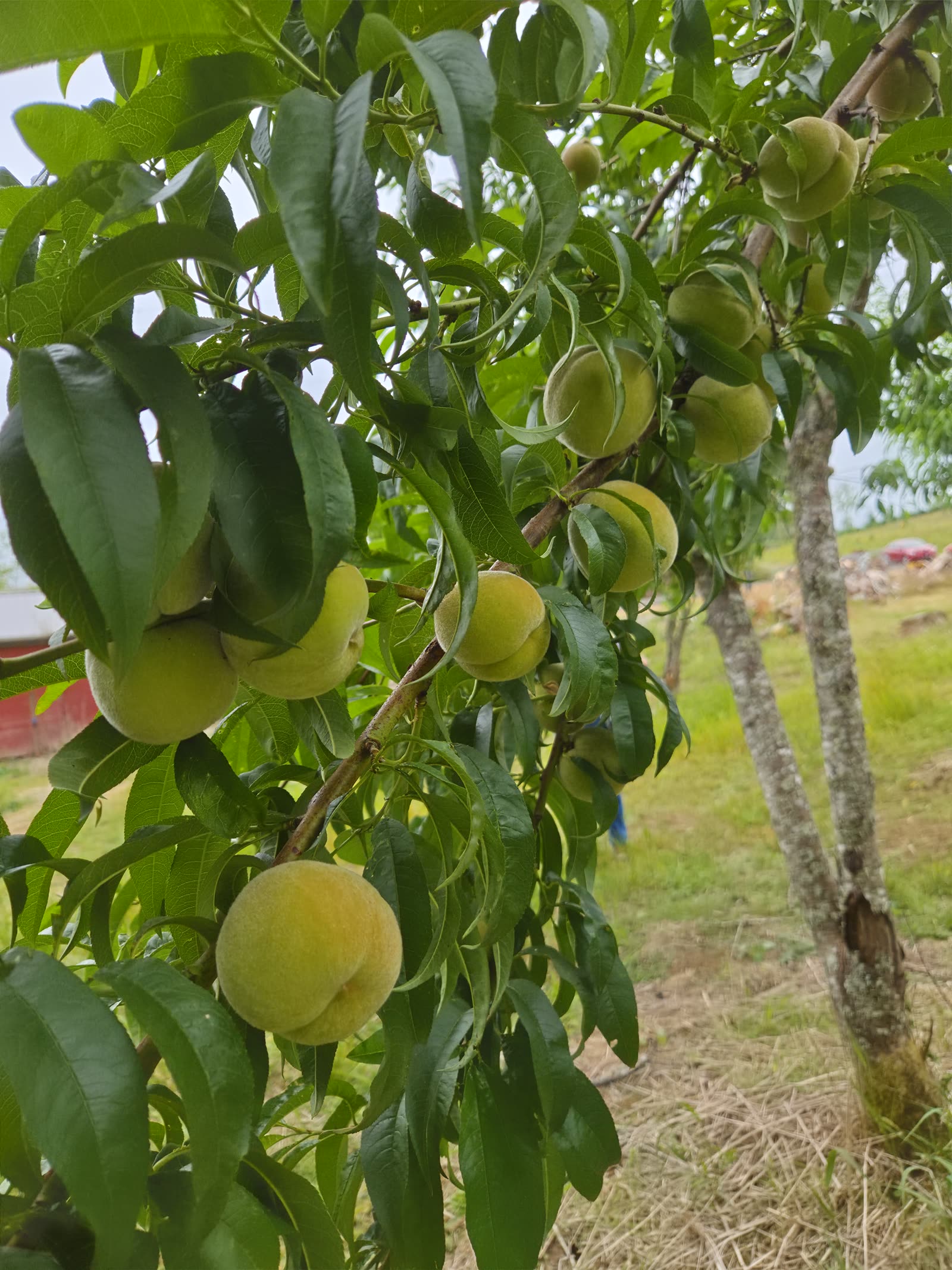 Green peaches growing among leaves on an orchard tree at Dukes Tree Farm