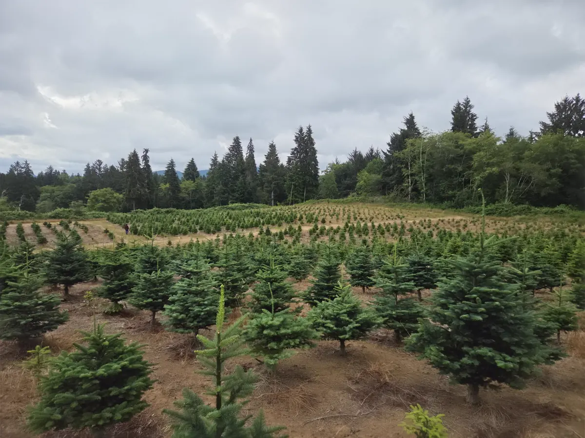 Rows of Noble fir Christmas trees at Dukes Tree Farm near Astoria