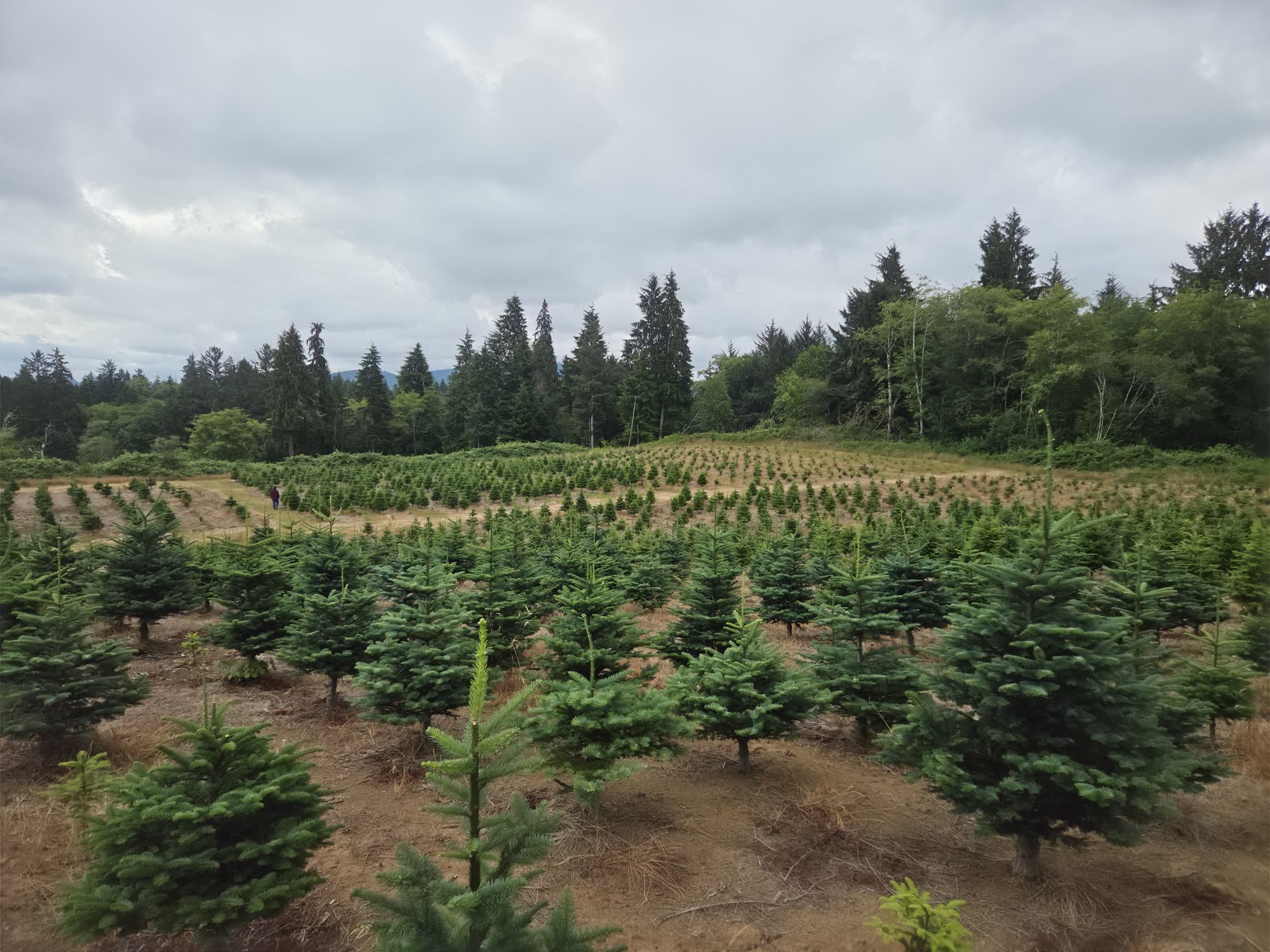 Wide view of Noble fir Christmas tree rows at Dukes Tree Farm with forested hills and a cloudy Oregon Coast sky