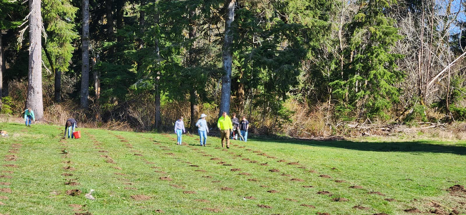 People working in a grassy field beside evergreen woods while planting young trees