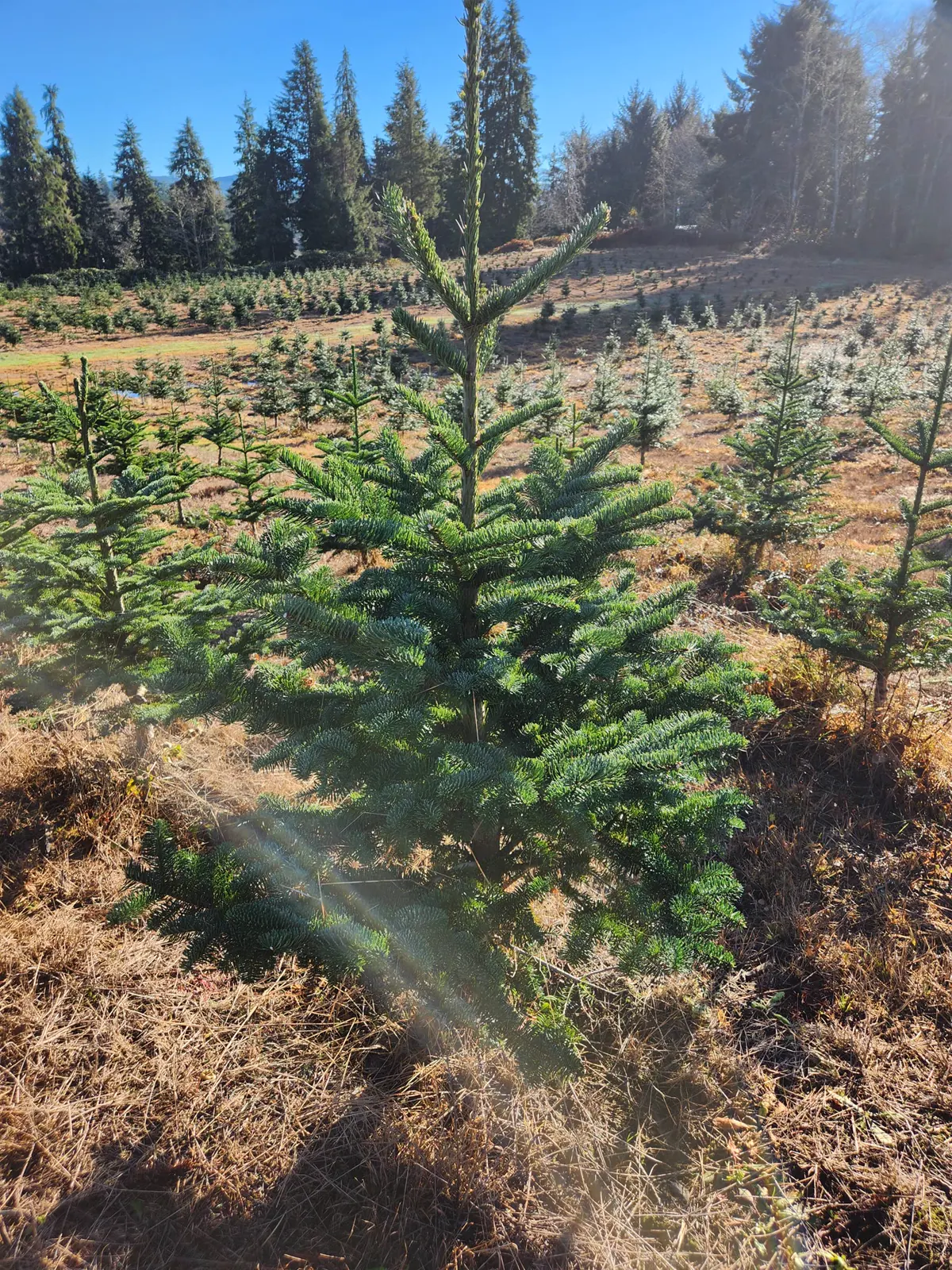 Young Noble fir growing in a field at Dukes Tree Farm near Astoria