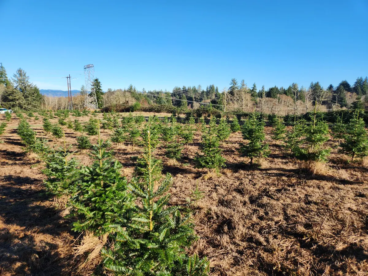 Young evergreen trees growing in rows at a sunny farm field with a blue sky