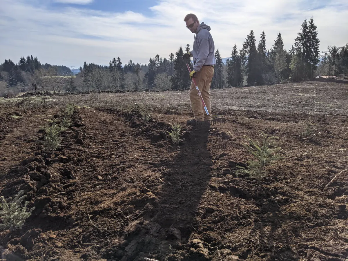 Worker tending rows of young evergreen Christmas tree saplings in a freshly tilled farm field