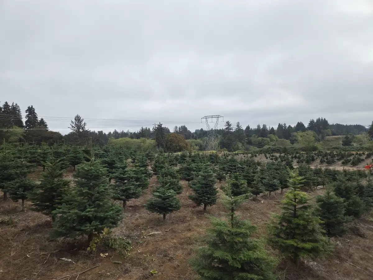 Dukes Tree Farm Christmas tree rows with Oregon Coast Range evergreens and low clouds in the background