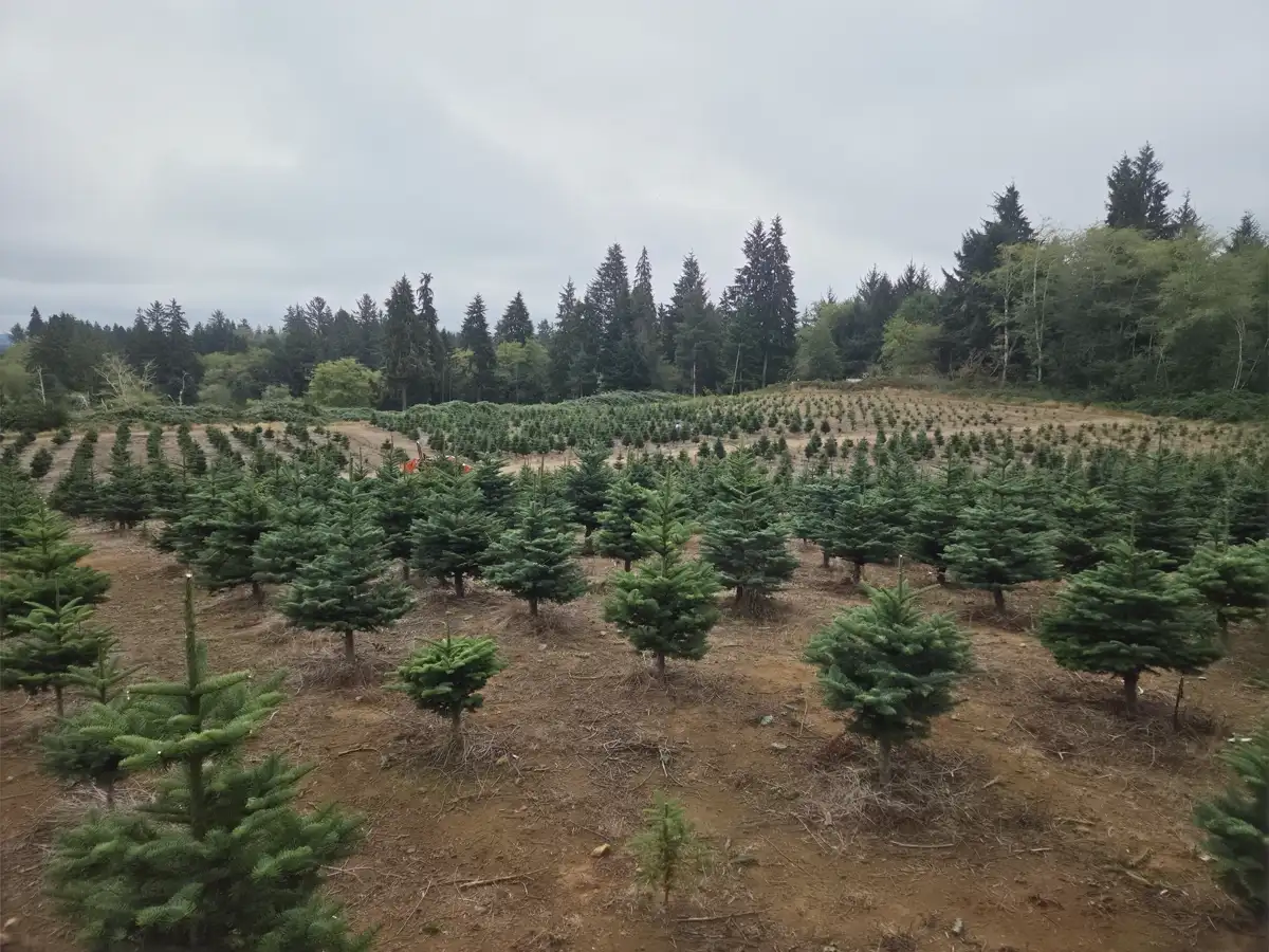 Wide September view of Noble fir Christmas tree rows growing across the Dukes Tree Farm hillside near Astoria, Oregon
