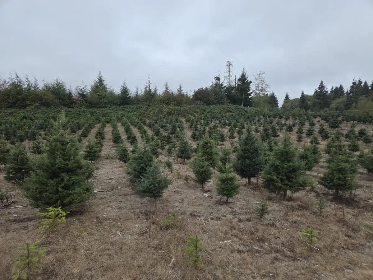 Young Noble fir Christmas trees growing in neat rows at Dukes Tree Farm under a cloudy Oregon Coast sky