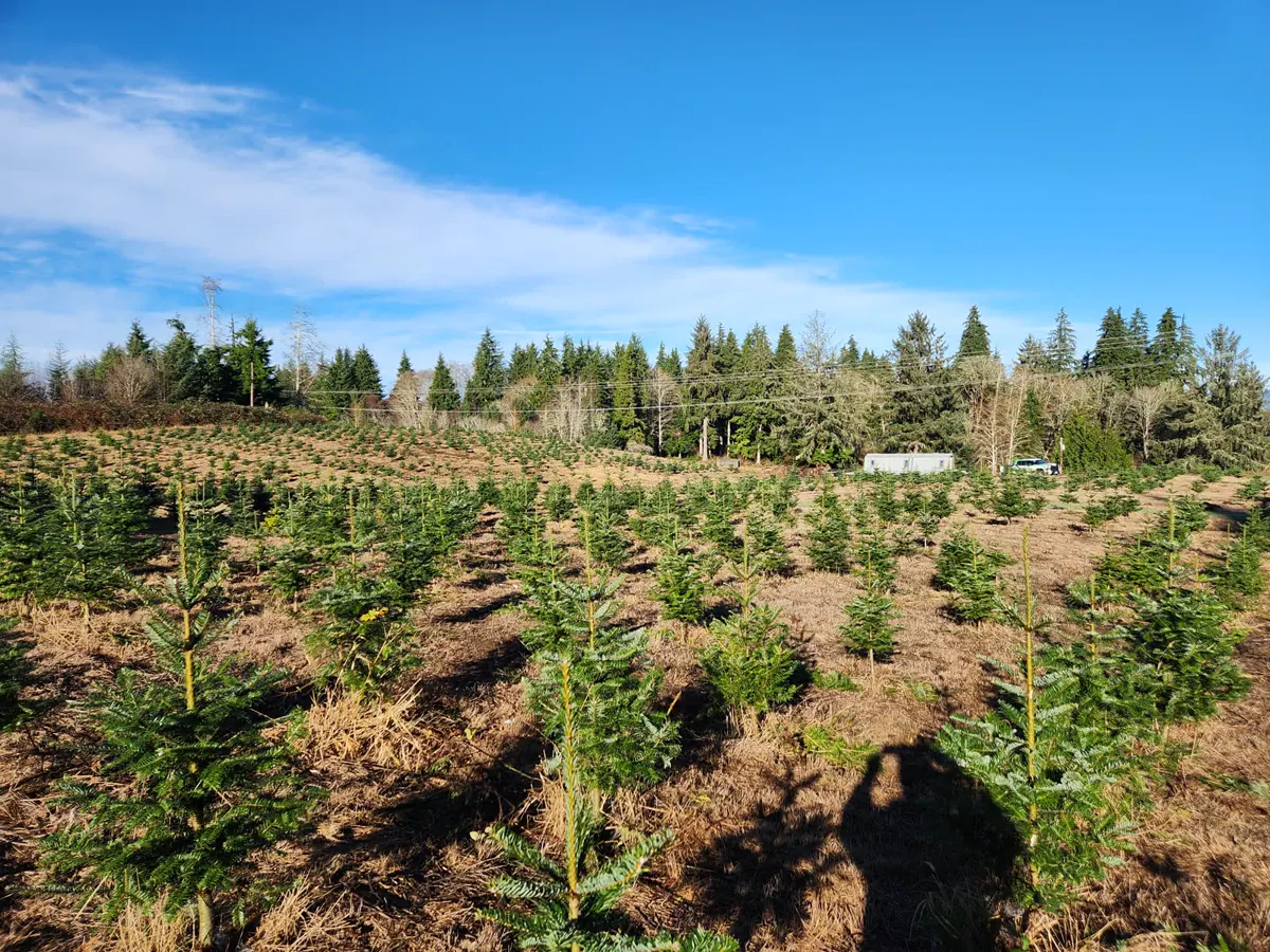 Rows of young Christmas trees growing at Dukes Tree Farm near Astoria