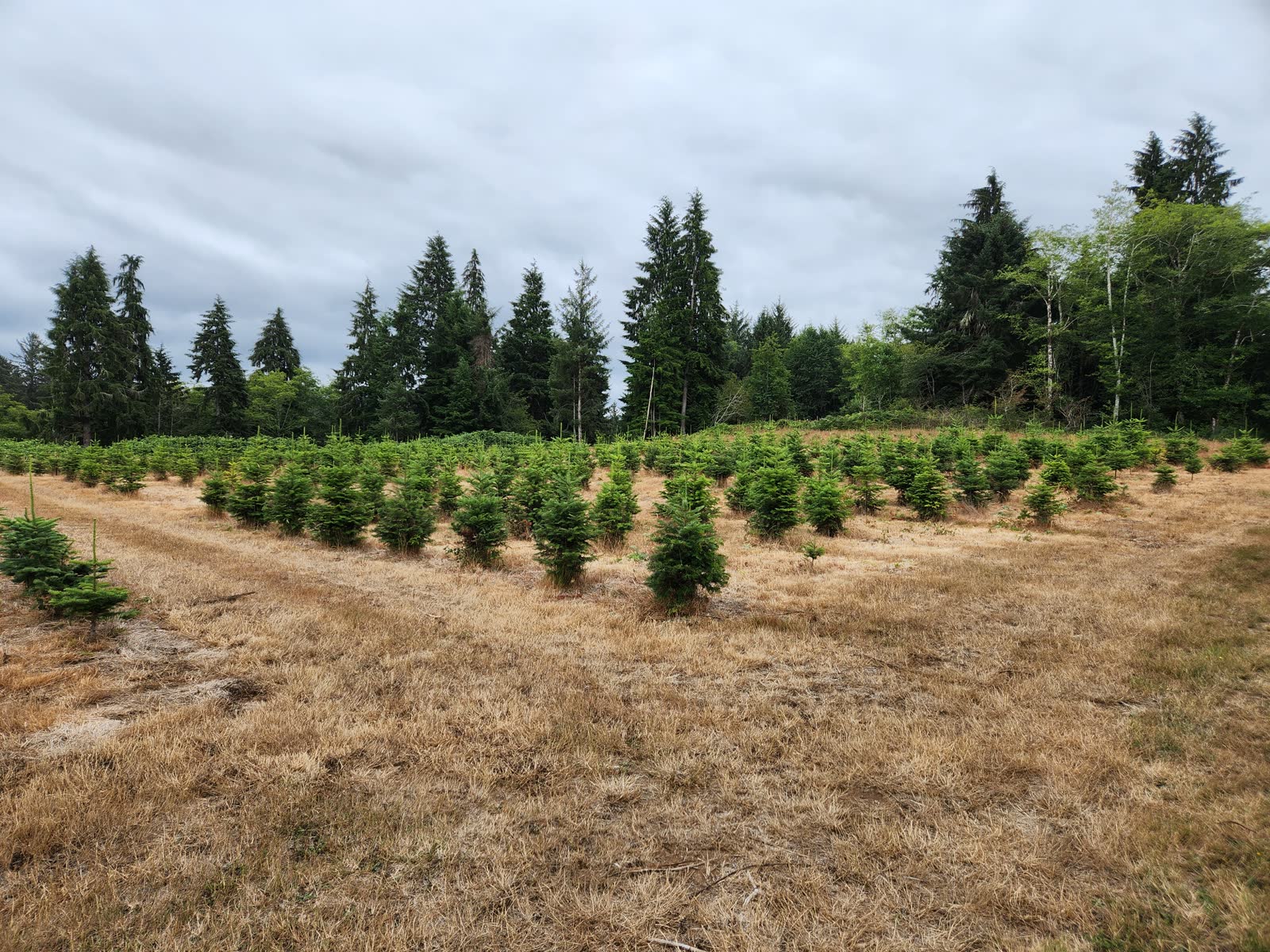 Rows of young trees growing in a grassy farm field with evergreen forest in the background